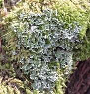 صورة Cladonia coniocraea (Flörke) Spreng.