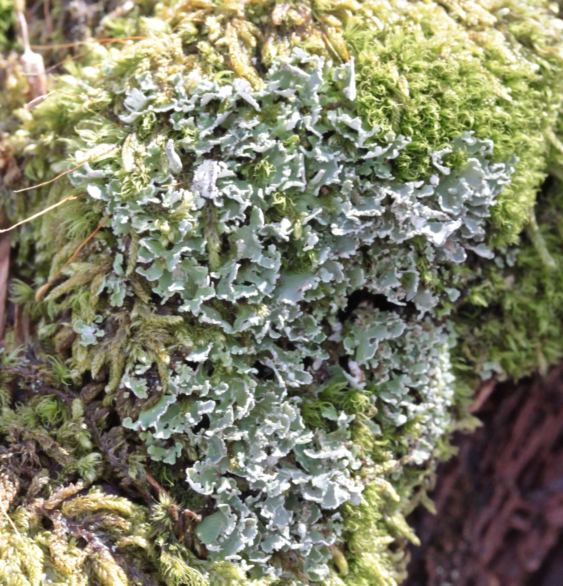 صورة Cladonia coniocraea (Flörke) Spreng.