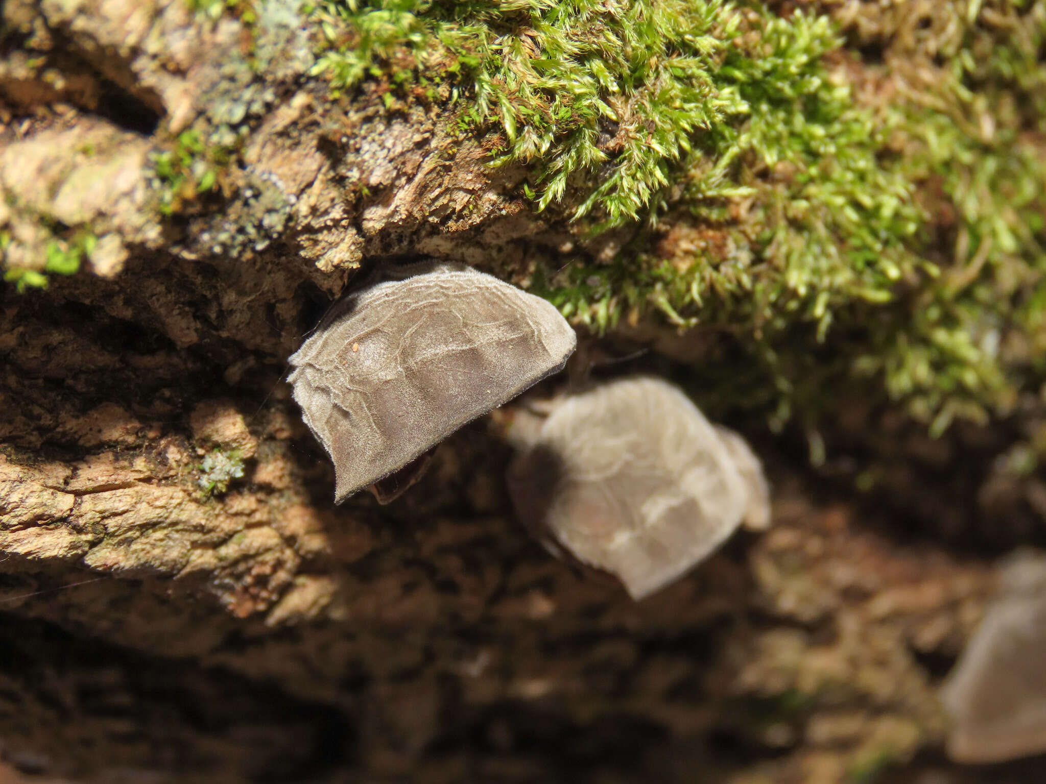 Image of ear fungus