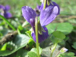 Image of sweet violet