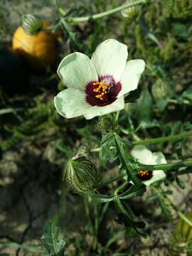 Image of flower of an hour