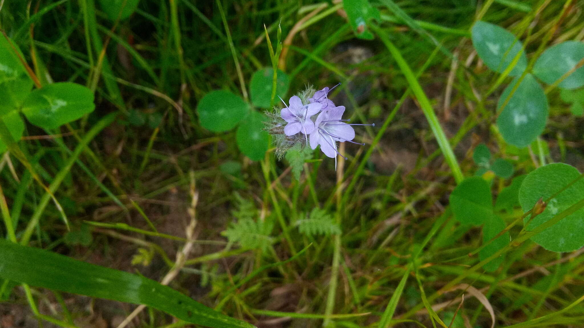 Image de Phacélie à feuilles de tanaisie