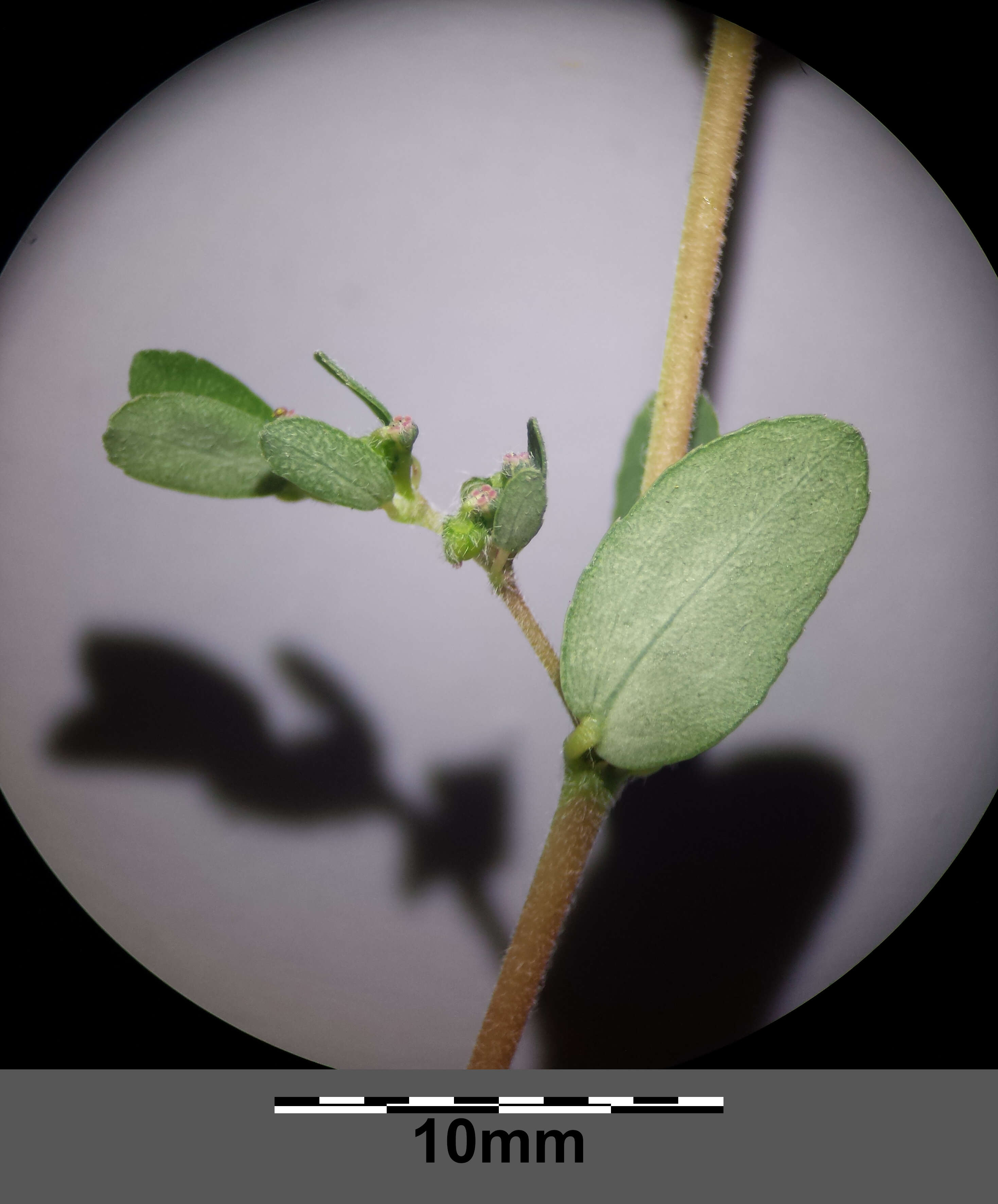 Image de Euphorbia prostrata Aiton