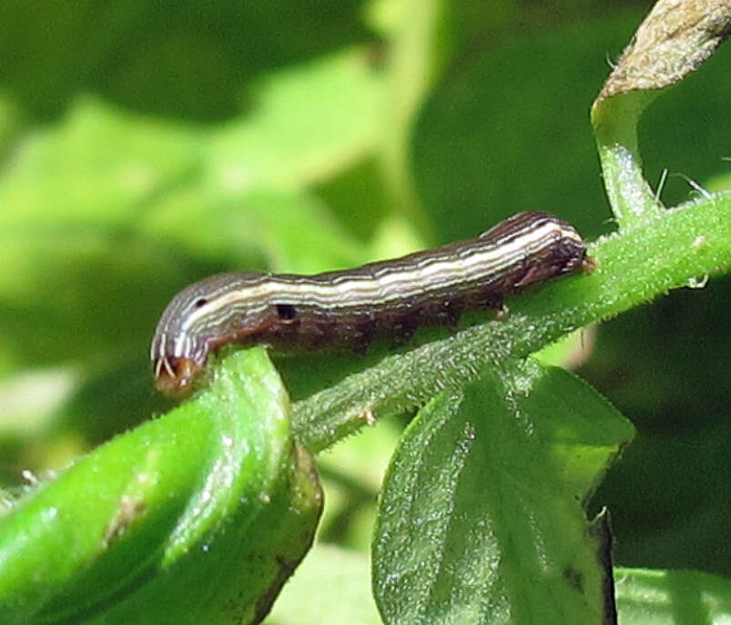 Image of Yellow-striped Armyworm Moth