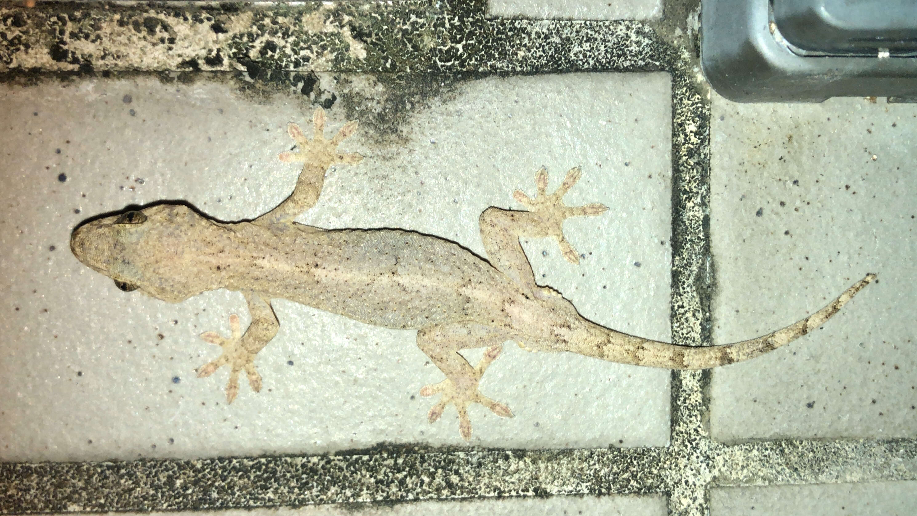 Gekko japonicus (Schlegel 1836) resmi