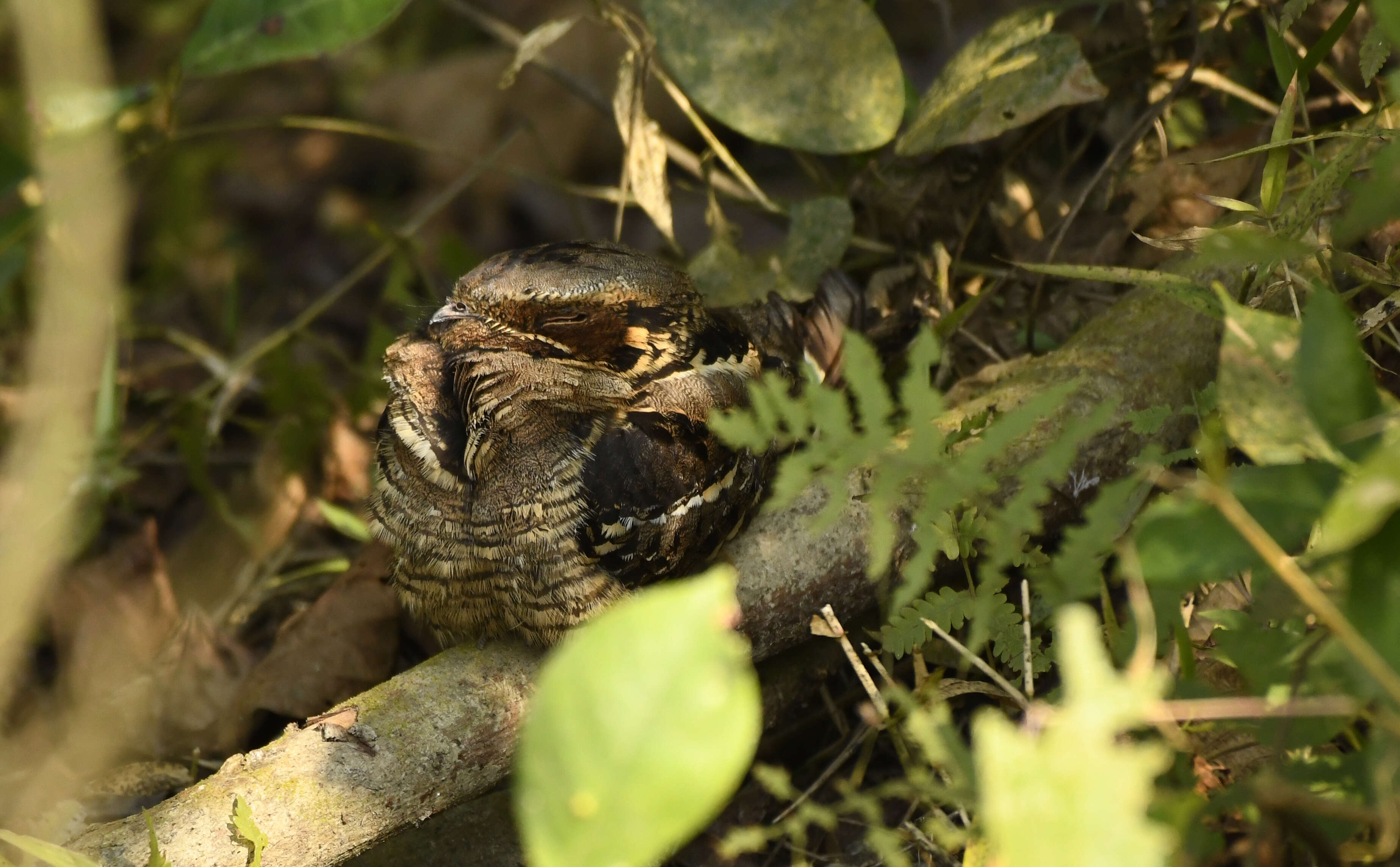 Image of Large-tailed Nightjar