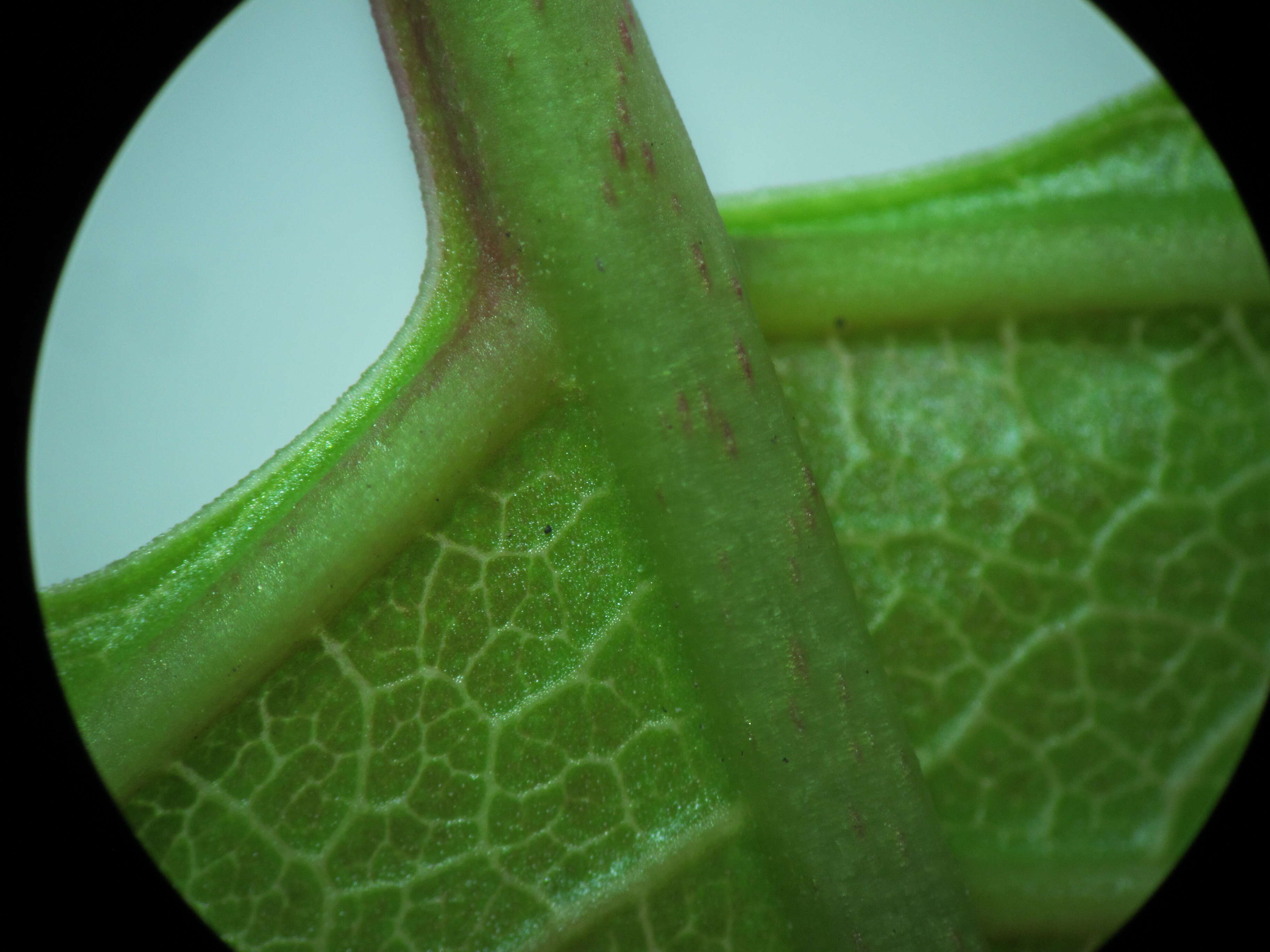 Image of Japanese Knotweed