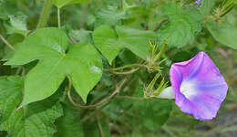 Image of whiteedge morning-glory