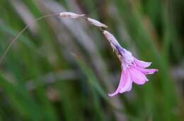 Imagem de Dierama igneum Klatt