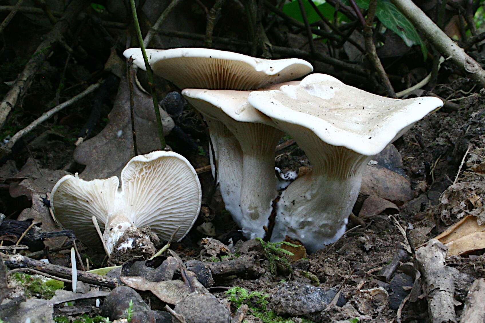 Image of Sweetbread mushroom