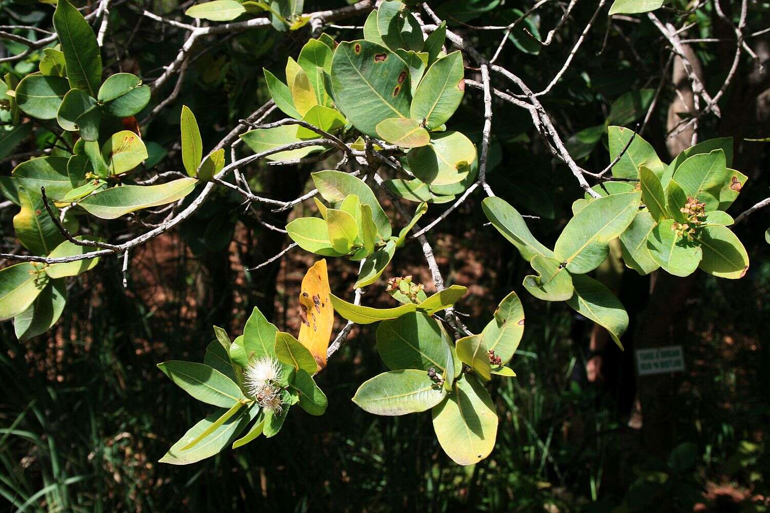 Imagem de Syzygium cordatum Hochst.