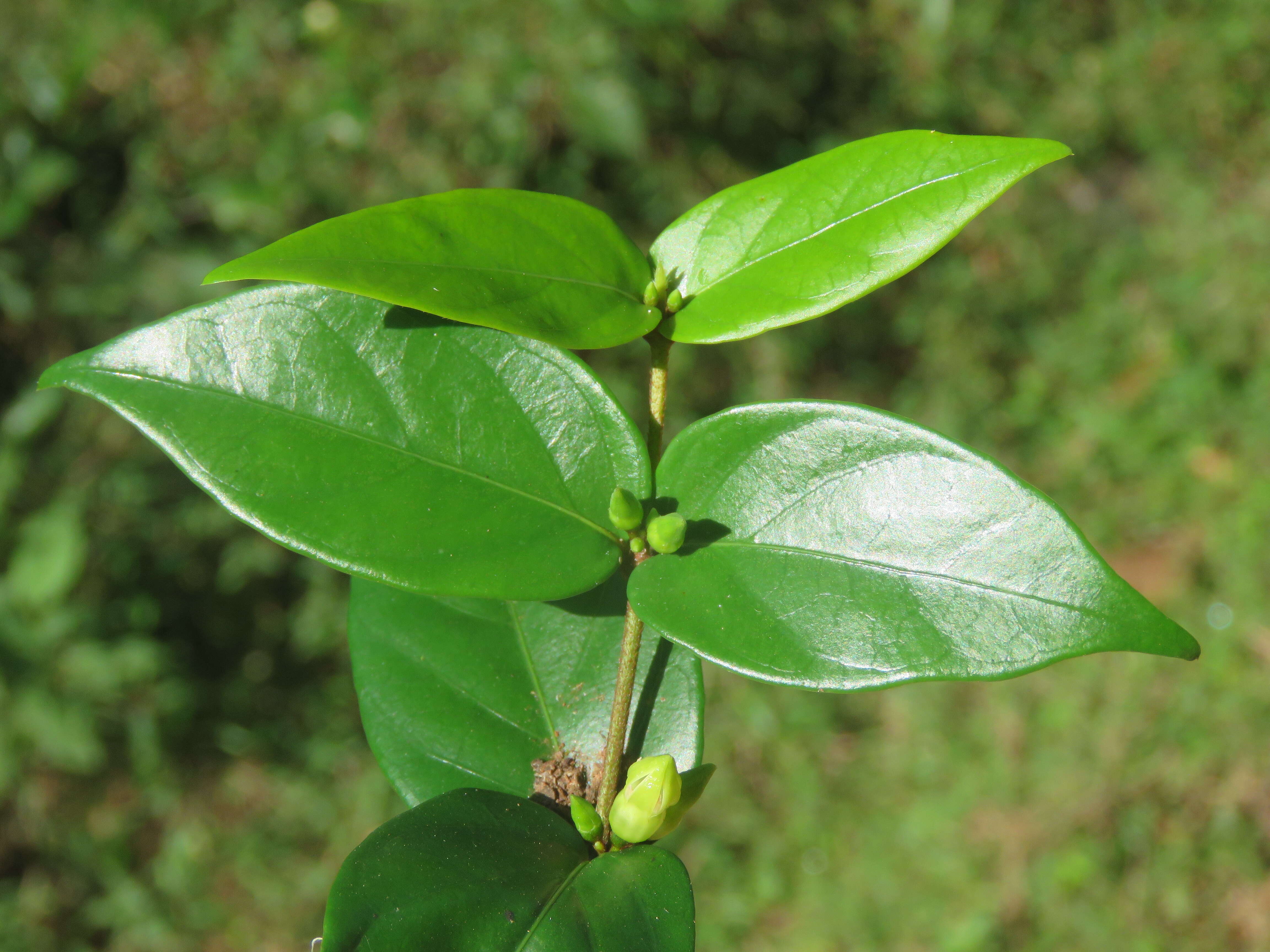 Image of Canthium angustifolium Roxb.