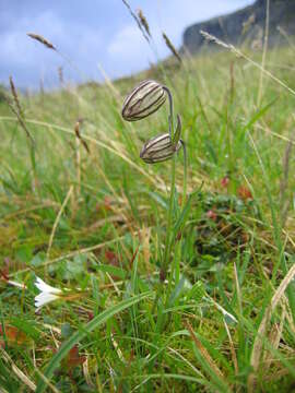 Image de Silene uralensis (Ruprecht) Bocquet