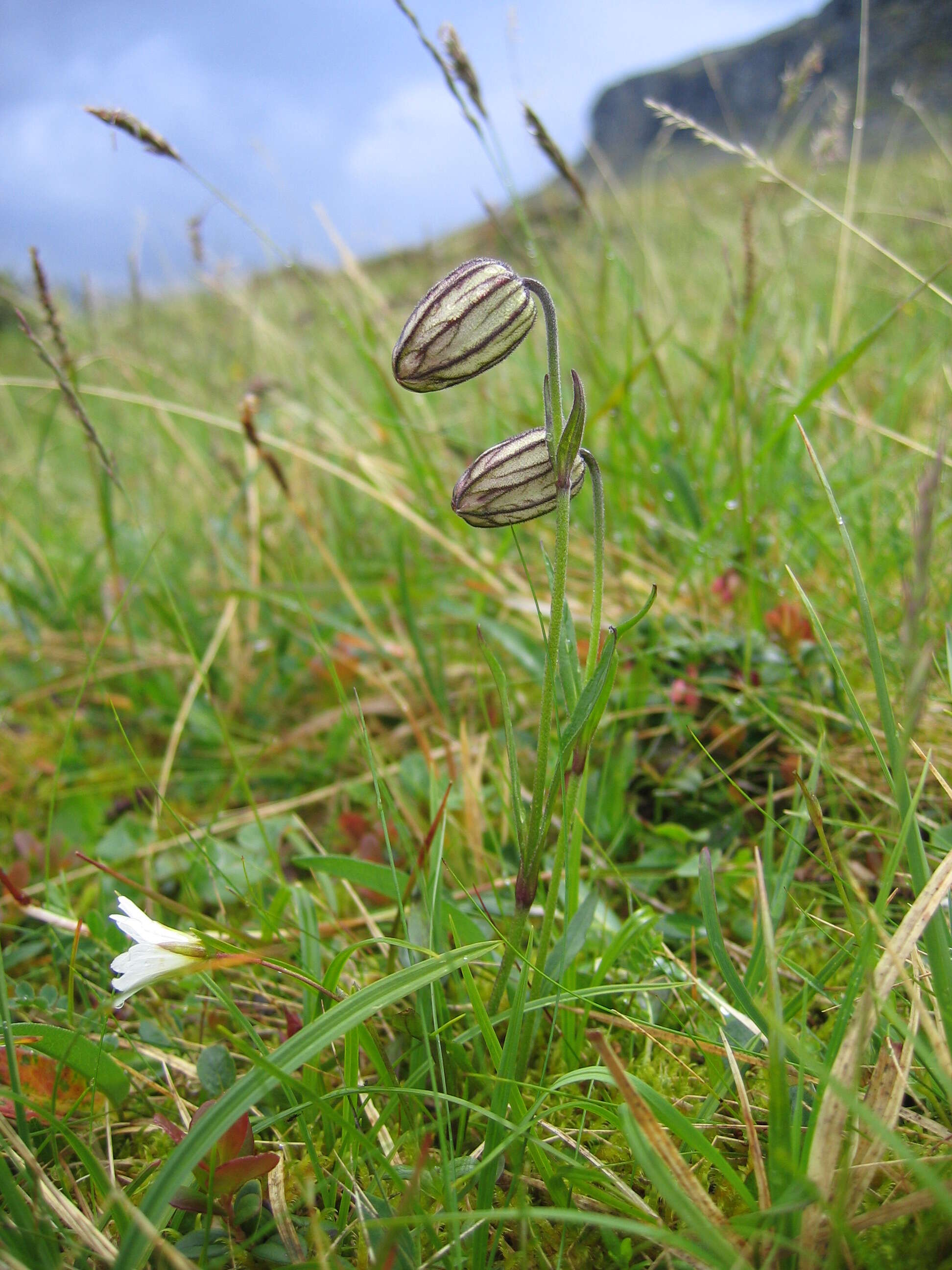 Image de Silene uralensis (Ruprecht) Bocquet