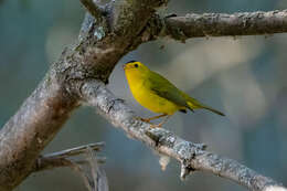 Image of Wilson's Warbler