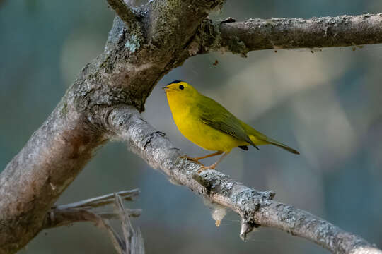 Image of Wilson's Warbler