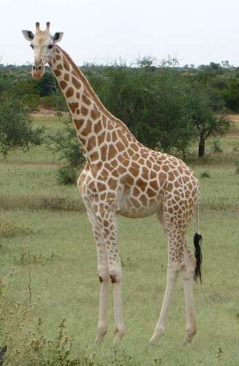 Image of West African Giraffe