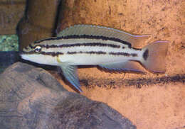 Image of Chalinochromis
