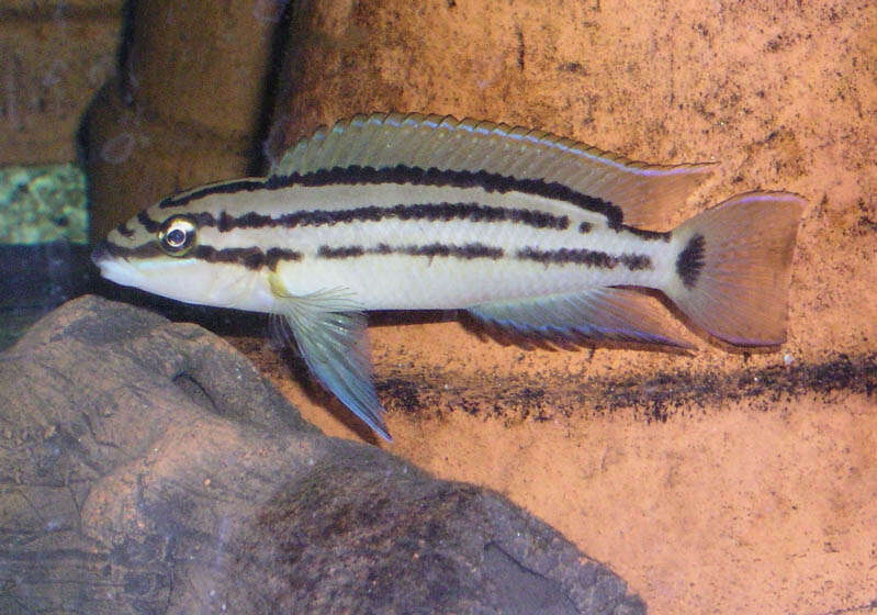Image of Chalinochromis