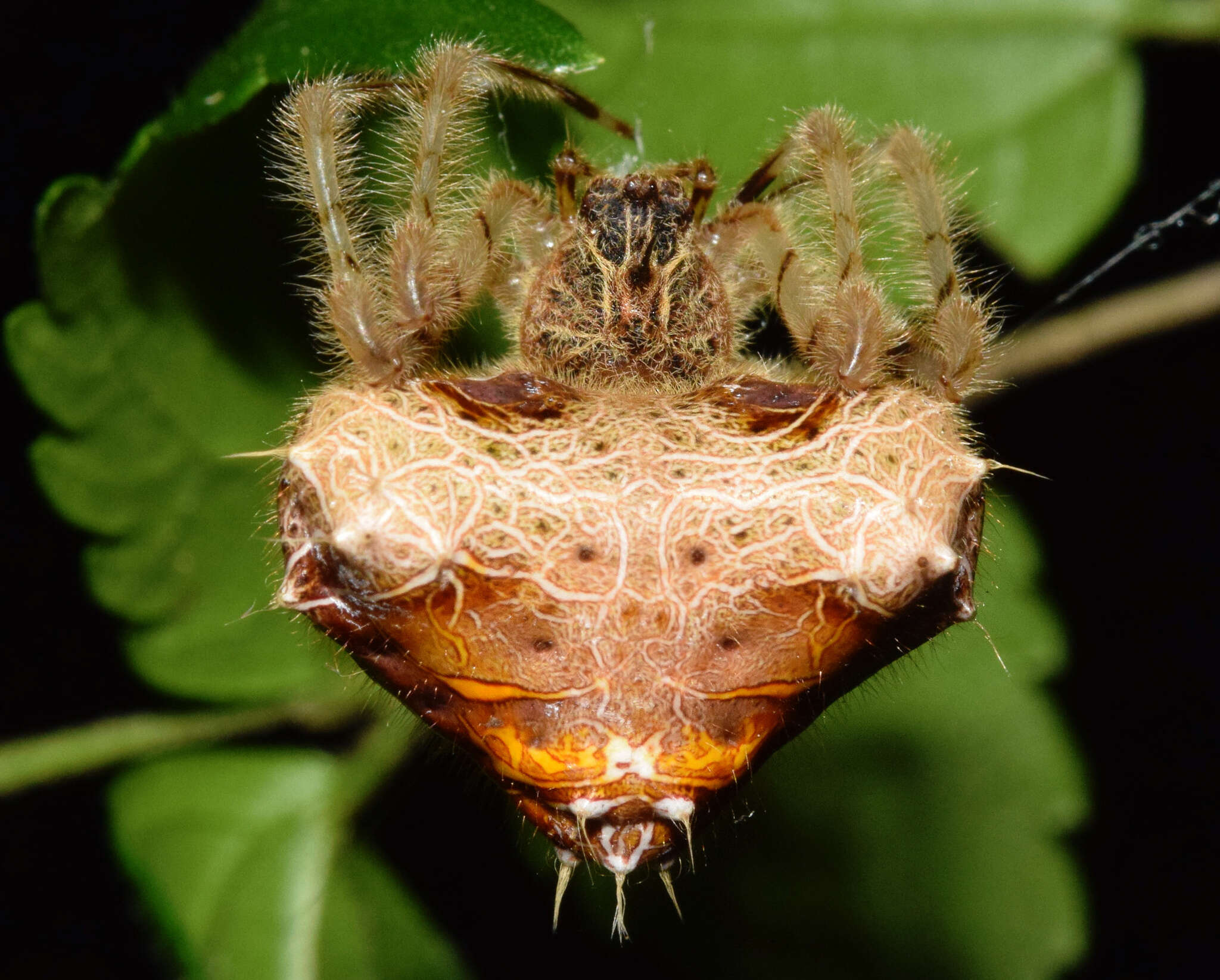 Image of Cladomelea debeeri Roff & Dippenaar-Schoeman 2004