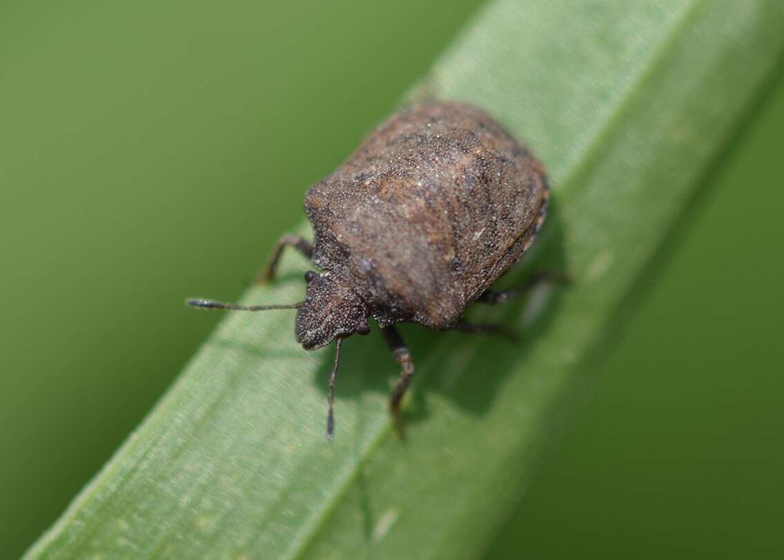 Image of stink bugs