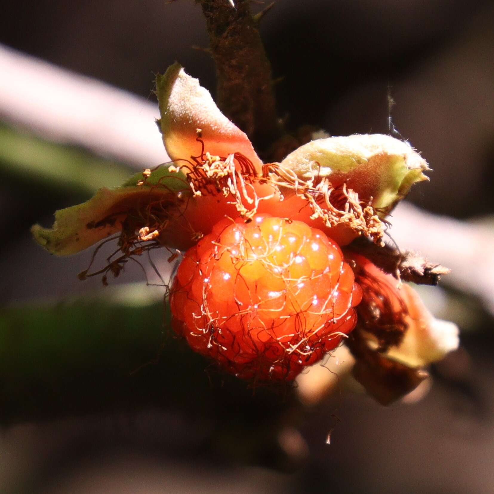 Image of palmleaf dewberry