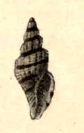 Слика од Kuroshiodaphne fuscobalteata (E. A. Smith 1879)