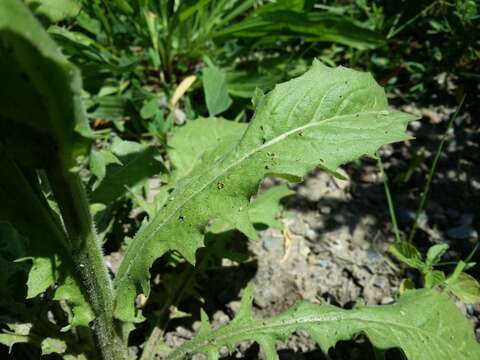 Image of smallflower hawksbeard