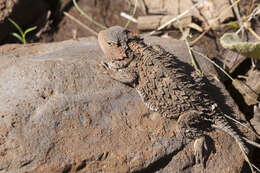 Image of Greater Short-horned Lizard