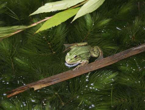 Image de Petite grenouille verte