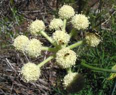 Image of Swamp Whiteheads