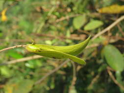 Image of Hopea parviflora Bedd.