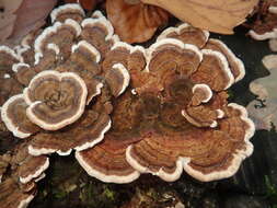 Image of Turkey Tail