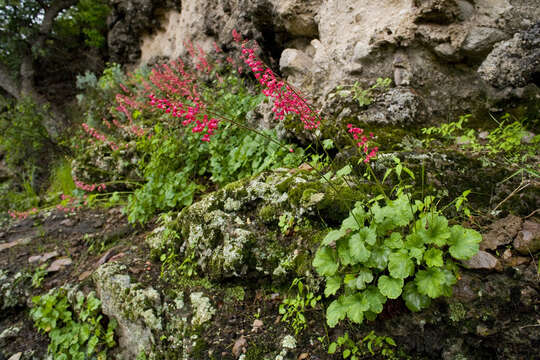 Image of coral bells