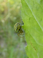 Image of Mangora acalypha (Walckenaer 1802)