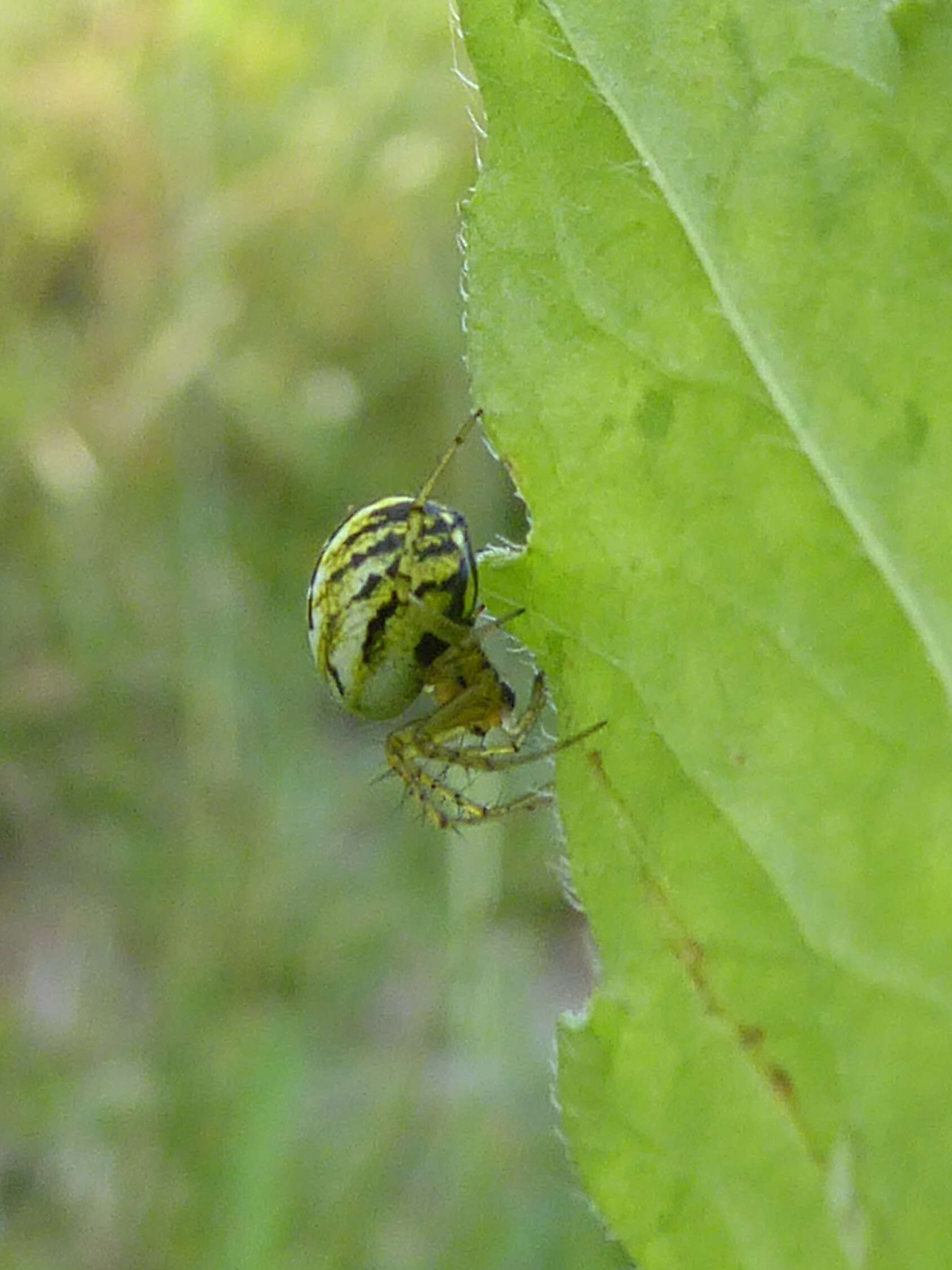 Image of Mangora acalypha (Walckenaer 1802)