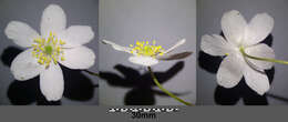 Imagem de Anemone nemorosa L.