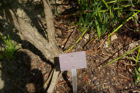 Image of Richea dracophylla R. Br.