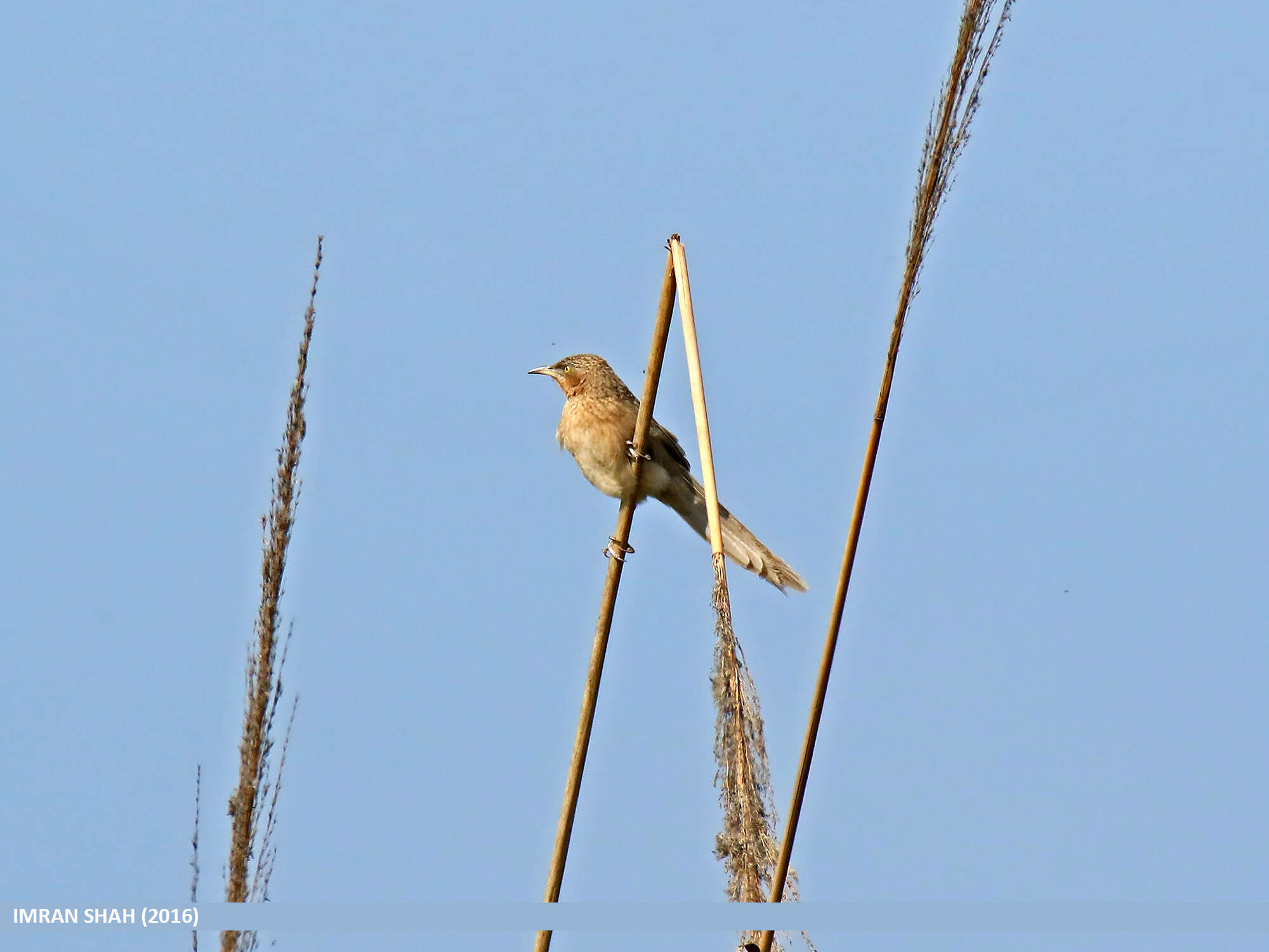 Image of Striated Babbler