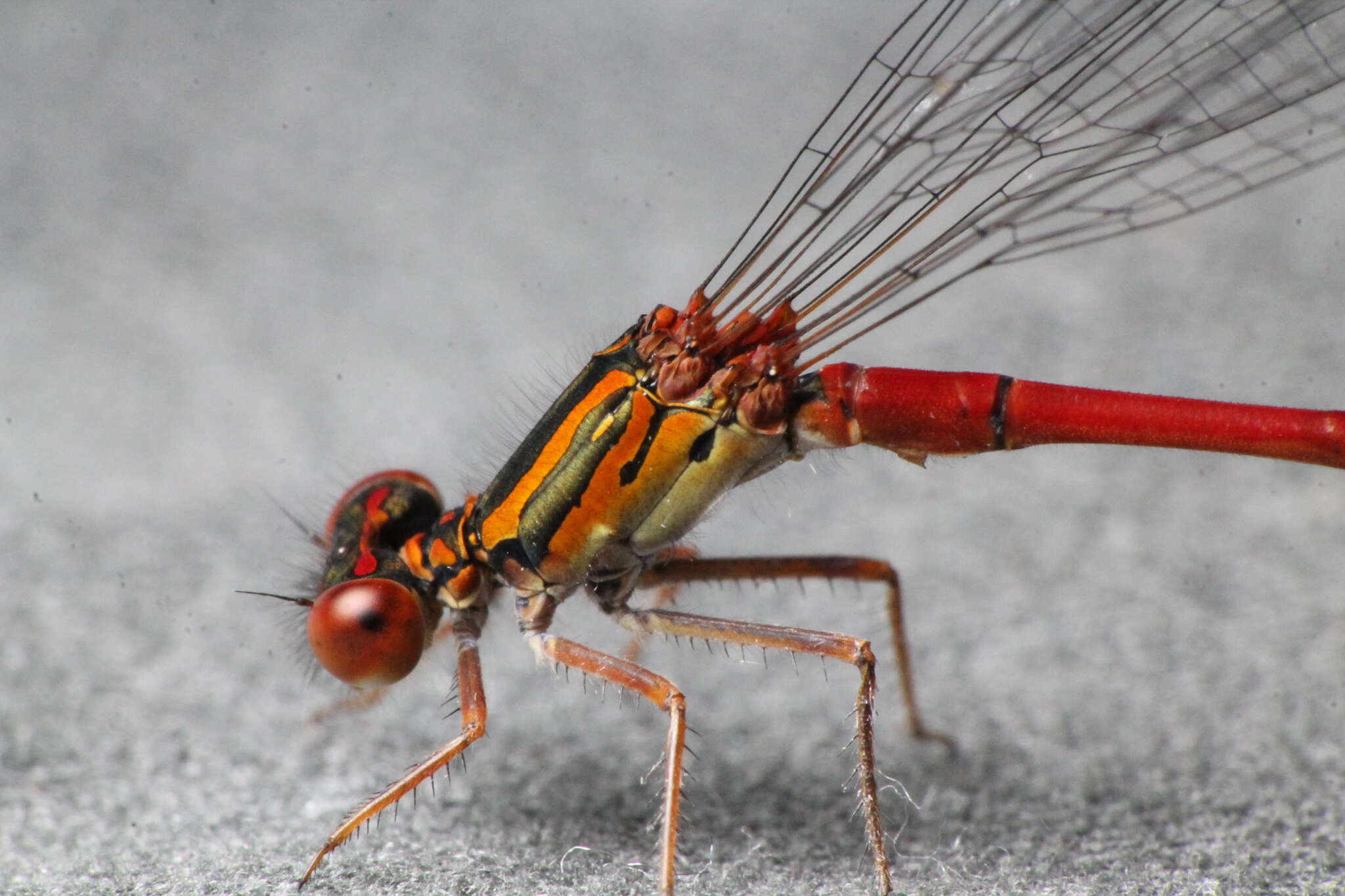 Image of Common Redcoat Damselfly