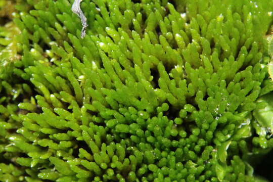 Image of Anomobryum julaceum W. P. Schimper 1860