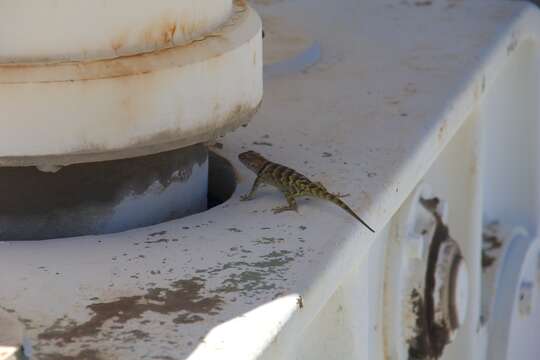 Image of Sceloporus uniformis Phelan & Brattstrom 1955