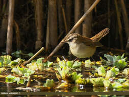 Image of Moustached Warbler