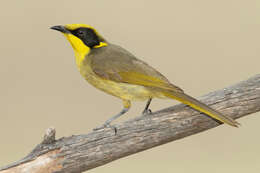 Image of Yellow-tufted Honeyeater