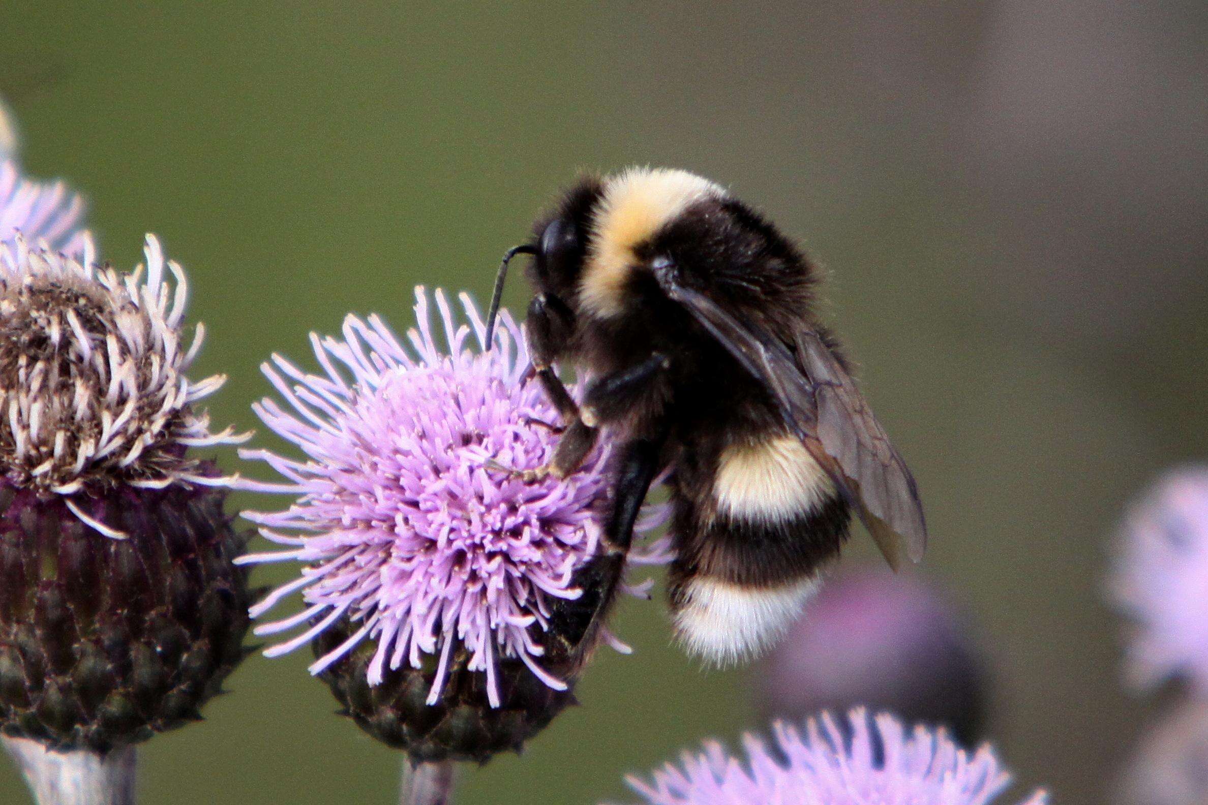 Image of Bombus magnus Vogt 1911