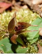 Image of Chiloglottis