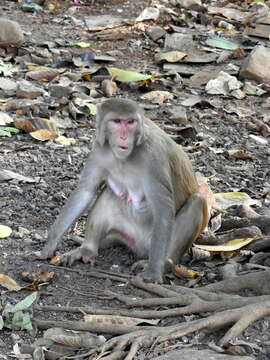 Image of Rhesus Monkey