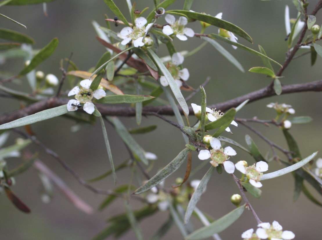 Sivun Leptospermum brachyandrum (F. Müll.) Druce kuva