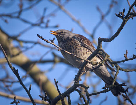 Image of Fieldfare