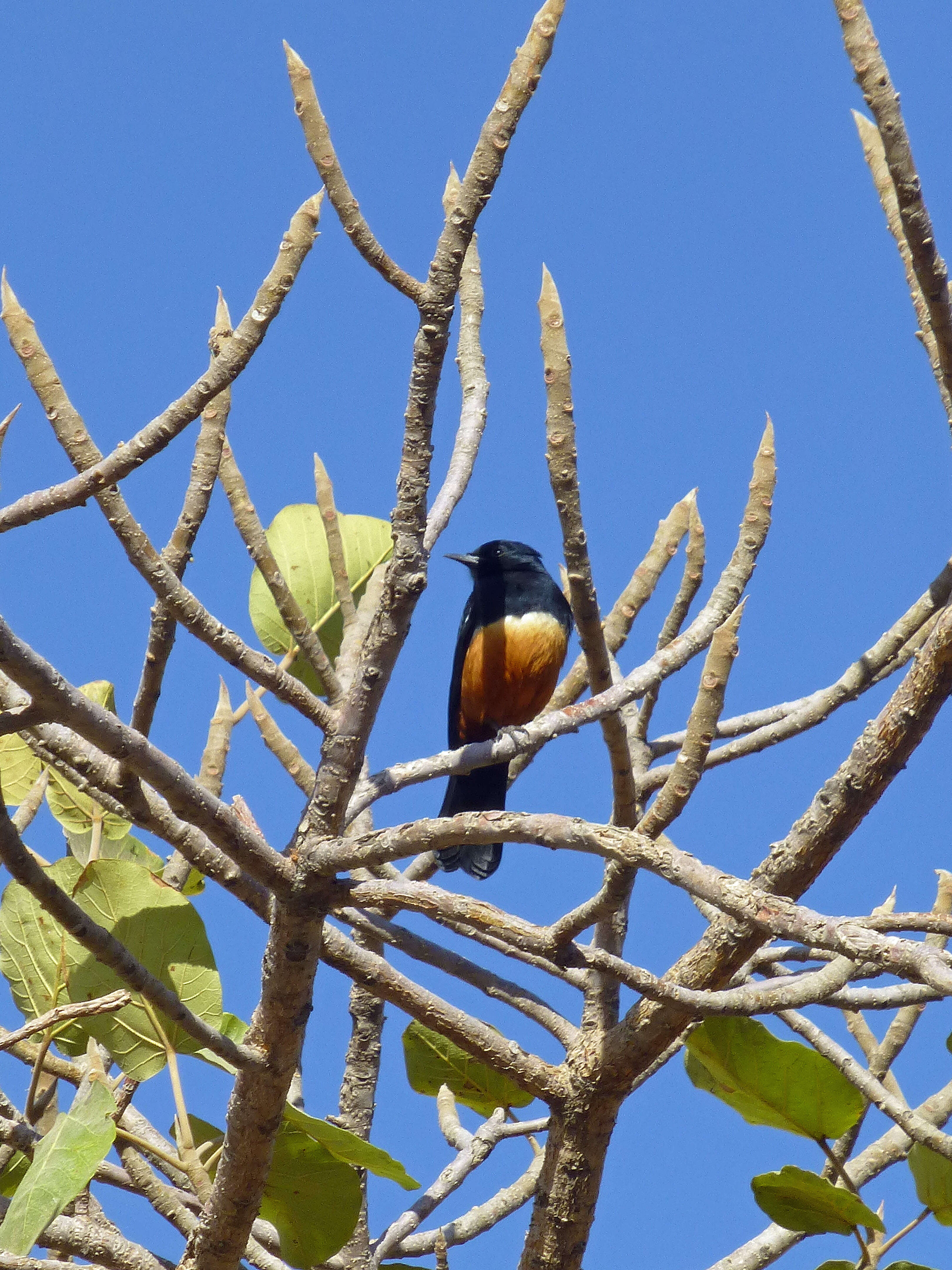 Image of Thamnolaea Cabanis 1851